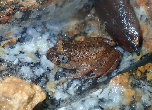 Western Night Frog, Astylosternus occidentalis