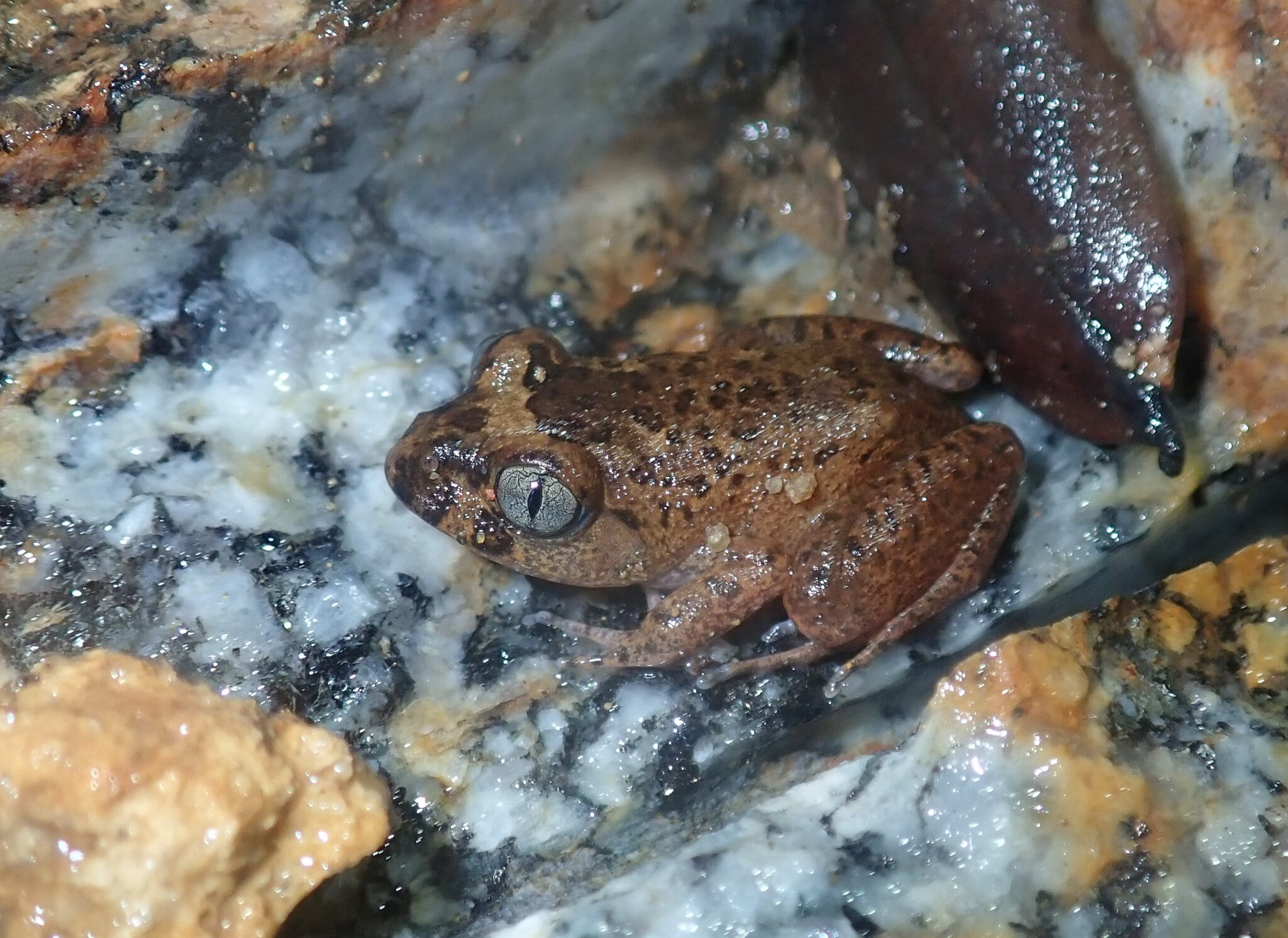 Astylosternus occidentalis Parker, 1931