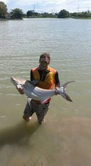 Pangasius sanitwongsei
