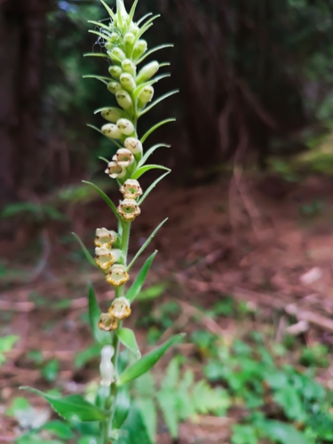 Green-flowered Foxglove (Digitalis viridiflora)