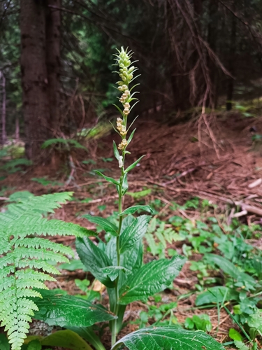 Digitalis viridiflora, photograph 3