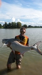 Pangasius sanitwongsei