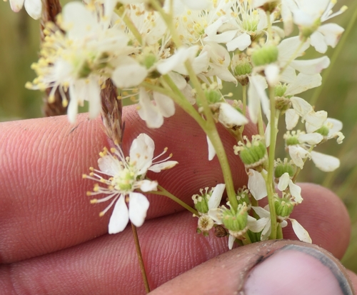 Dropwort