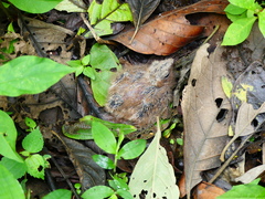 Nyctidromus albicollis