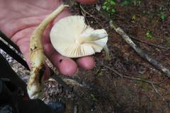 Amanita variicolor