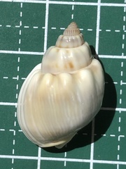 Nassarius coronatus