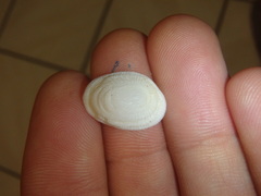 Tugali parmophoidea