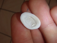 Tugali parmophoidea
