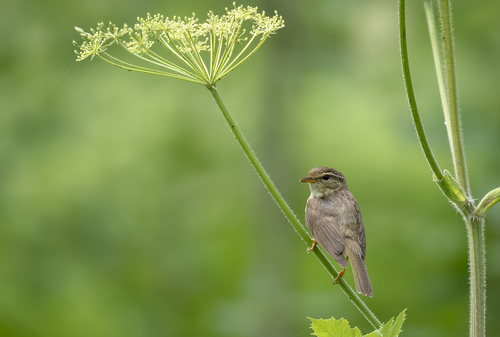 Mosquitero de Schwarz (Phylloscopus schwarzi)