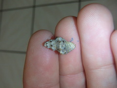 Phycothais reticulata