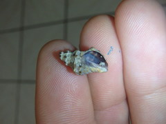 Phycothais reticulata