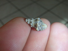 Phycothais reticulata