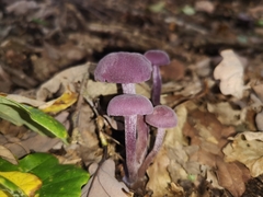 Laccaria amethystina