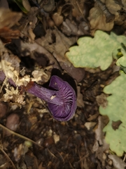 Laccaria amethystina