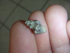 Phycothais reticulata