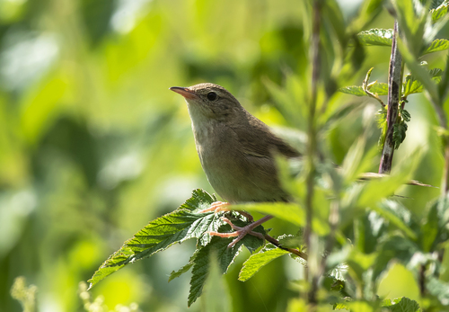 Chinese Bush Warbler (Locustella tacsanowskia), photo 5
