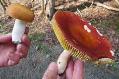 Russula paludosa
