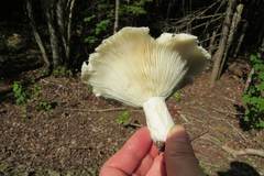 Russula brevipes brevipes
