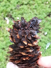Pucciniastrum areolatum
