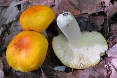 Russula xantho