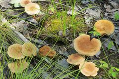 Lactarius helvus helvus