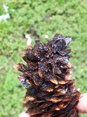 Pucciniastrum areolatum