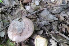 Lactarius mammosus