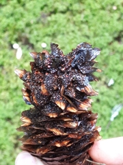 Pucciniastrum areolatum