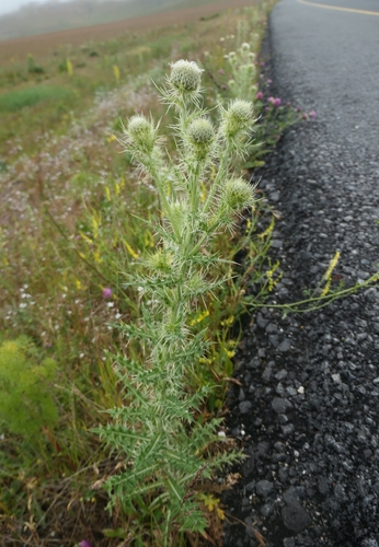 Cirsium echinus, photograph 5