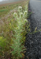 author not stated, no rights reserved Cirsium echinus, photograph author not stated, no rights reserved