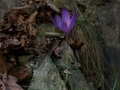 Crocus ligusticus