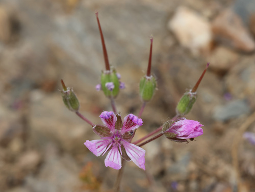 Erodium sebaceum observed 2025-06-07