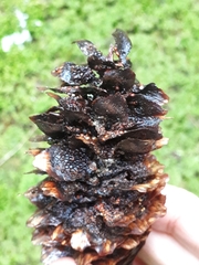 Pucciniastrum areolatum
