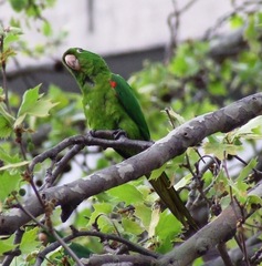Psittacara leucophthalmus