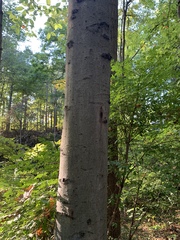 Fagus grandifolia
