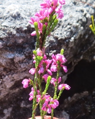 Erica chlamydiflora