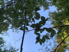 Fagus grandifolia