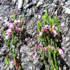 Erica chlamydiflora