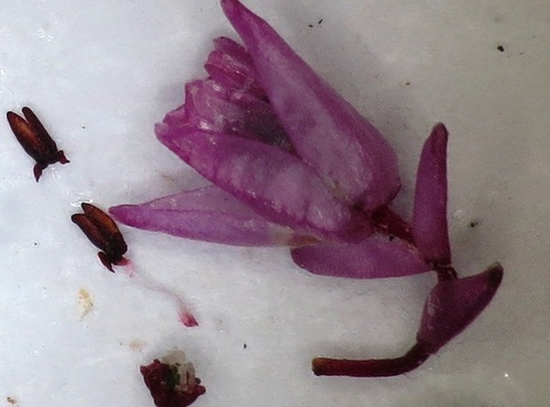 Image of Cloak Heath (Erica chlamydiflora) by (c) linkie, some rights reserved (CC BY)