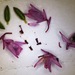 Erica chlamydiflora - Photo (c) linkie, algunos derechos reservados (CC BY), subido por linkie