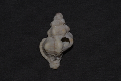 Chicoreus denudatus