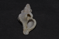 Chicoreus denudatus
