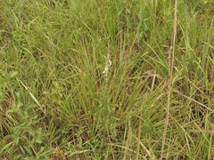 Spiranthes lacera lacera