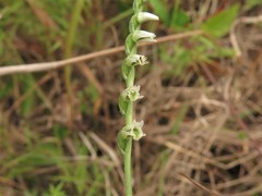 Spiranthes lacera lacera