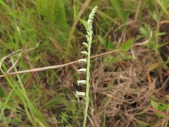 Spiranthes lacera lacera