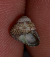 Cantharidella picturata