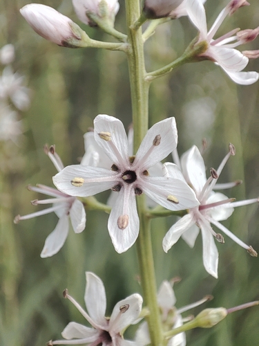 Lysimachia ephemerum, photograph 4