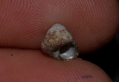 Cantharidella picturata