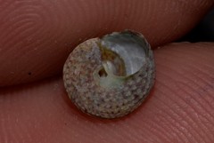 Cantharidella picturata