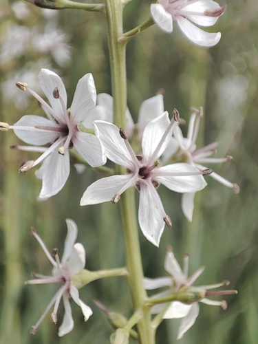 Lysimachia ephemerum, photograph 5